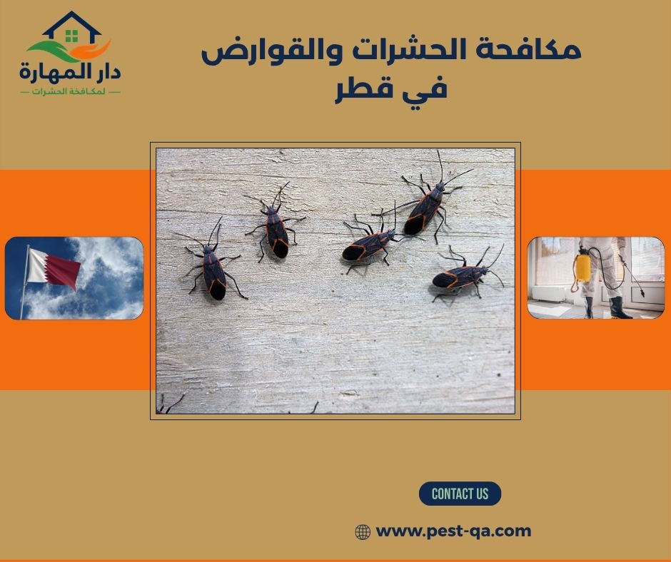 مكافحة الحشرات والقوارض في قطر مكافحة الحشرات والقوارض في قطر