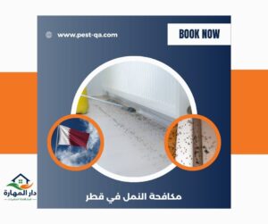 الفرق بين النمل العادي والنمل الأبيض في قطر