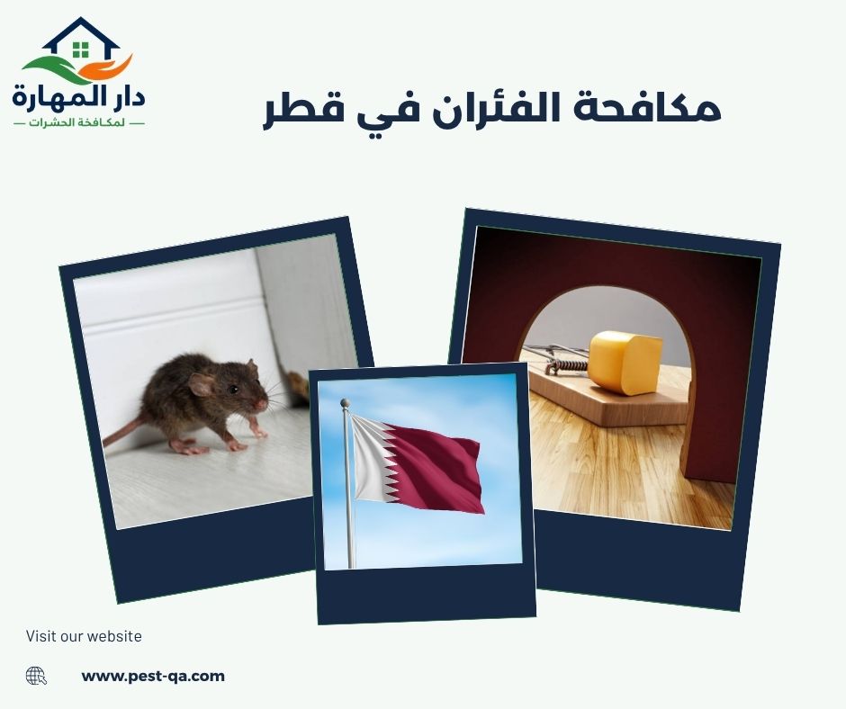 أفضل شركة مكافحة حشرات في قطر أفضل شركة مكافحة حشرات في قطر