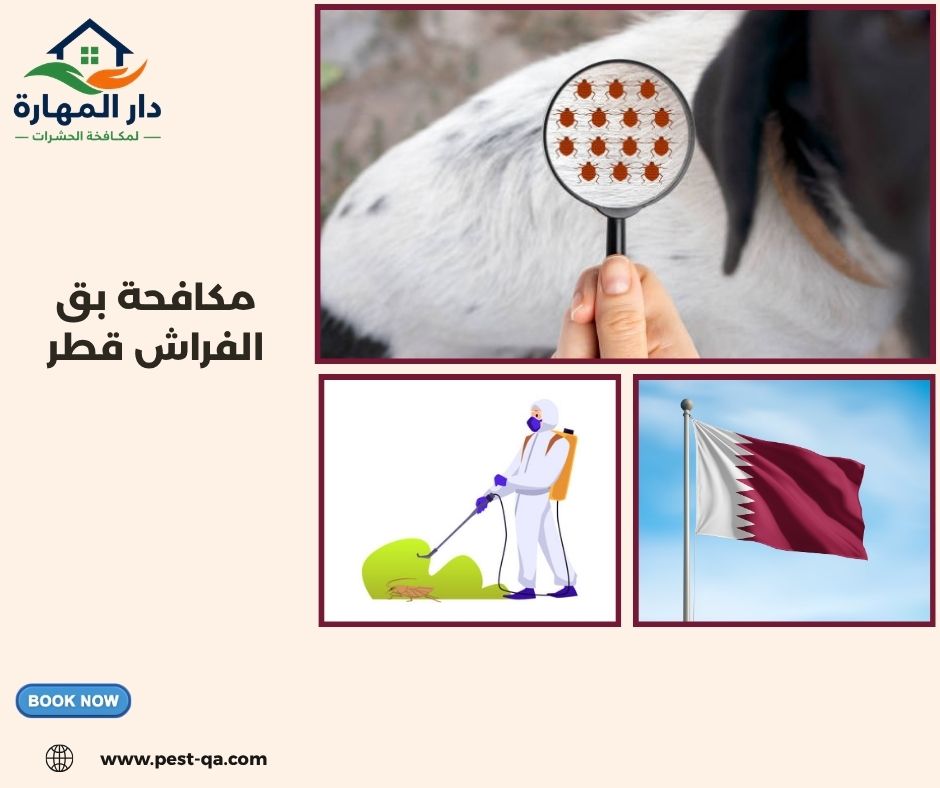 مكافحة بق الفراش قطر مكافحة بق الفراش قطر