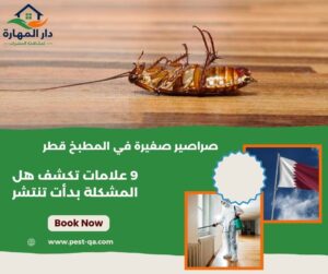 صراصير صغيرة في المطبخ قطر