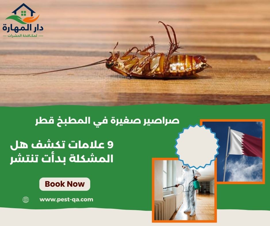 صراصير صغيرة في المطبخ قطر