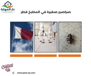 صراصير صغيرة في المطبخ قطر