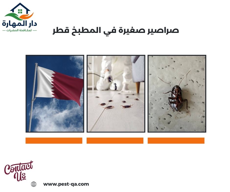 صراصير صغيرة في المطبخ قطر صراصير صغيرة في المطبخ قطر