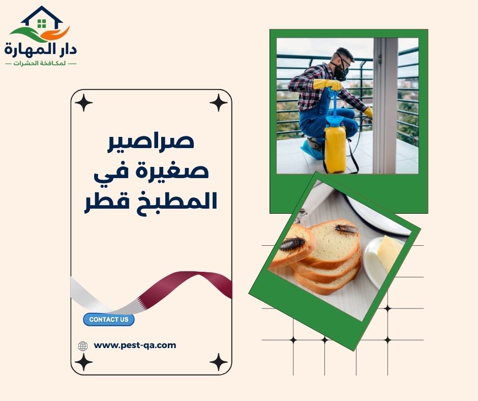 صراصير صغيرة في المطبخ قطر صراصير صغيرة في المطبخ قطر