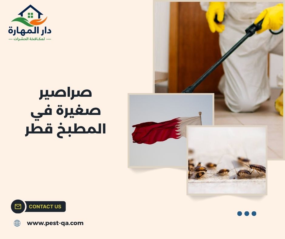 صراصير صغيرة في المطبخ قطر صراصير صغيرة في المطبخ قطر