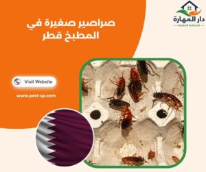 صراصير صغيرة في المطبخ قطر