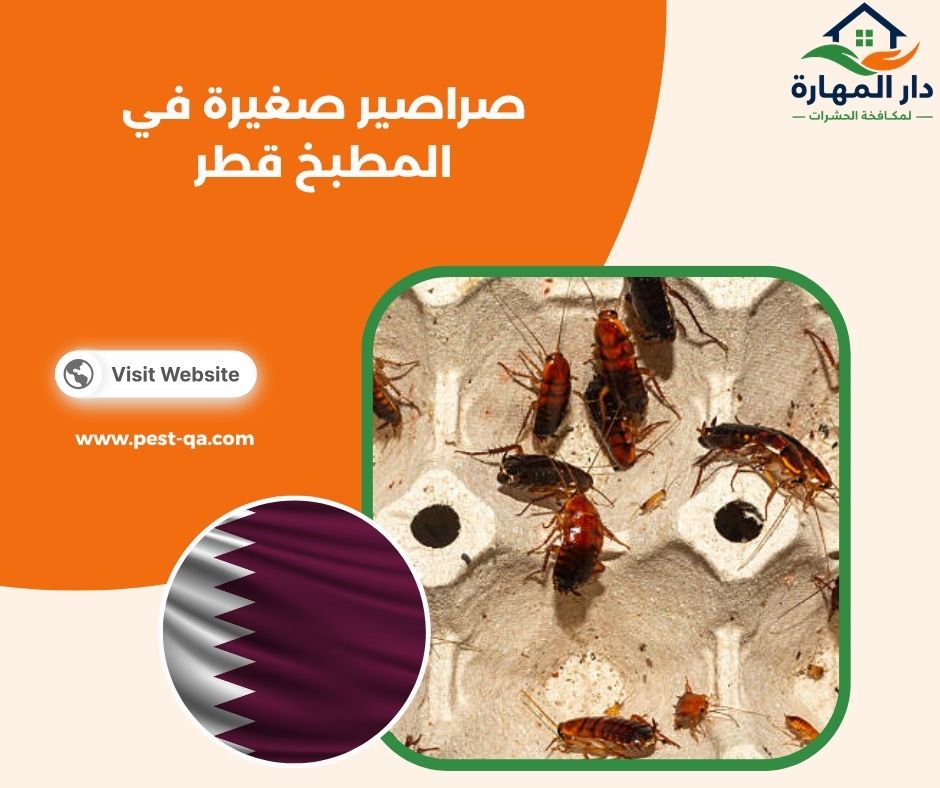 صراصير صغيرة في المطبخ قطر صراصير صغيرة في المطبخ قطر