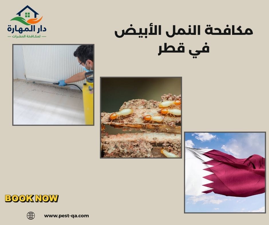 مكافحة النمل الأبيض في قطر مكافحة النمل الأبيض في قطر