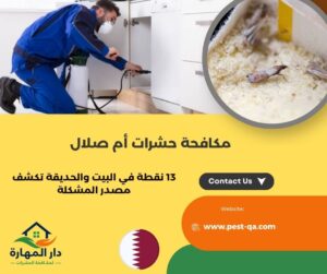 مكافحة حشرات أم صلال
