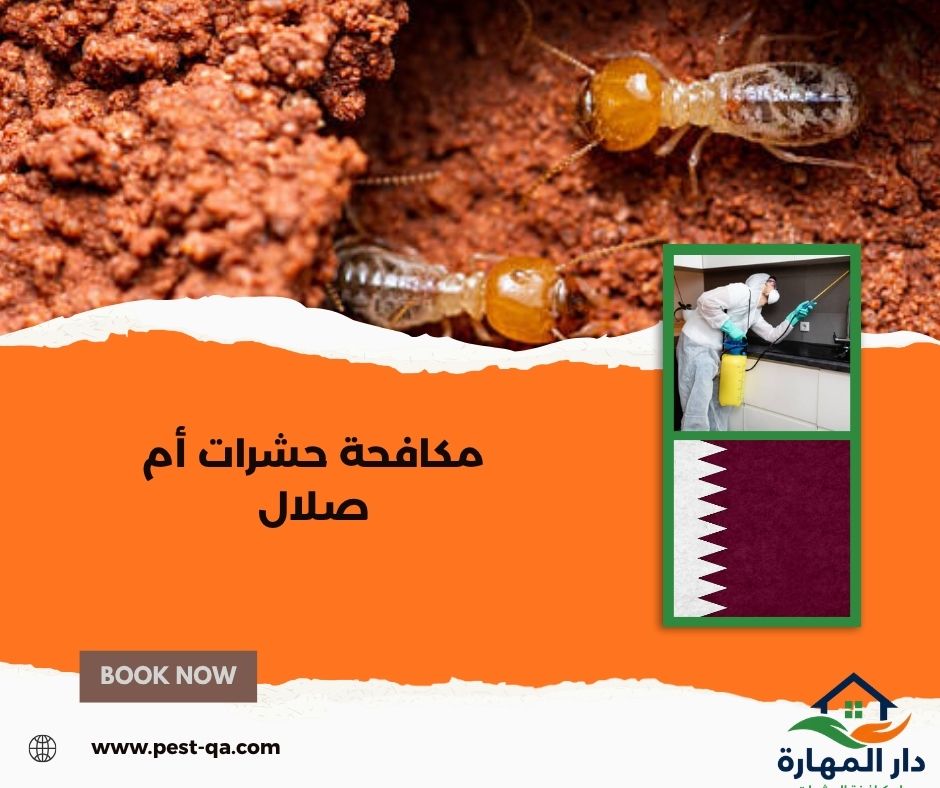 مكافحة حشرات أم صلال مكافحة حشرات أم صلال