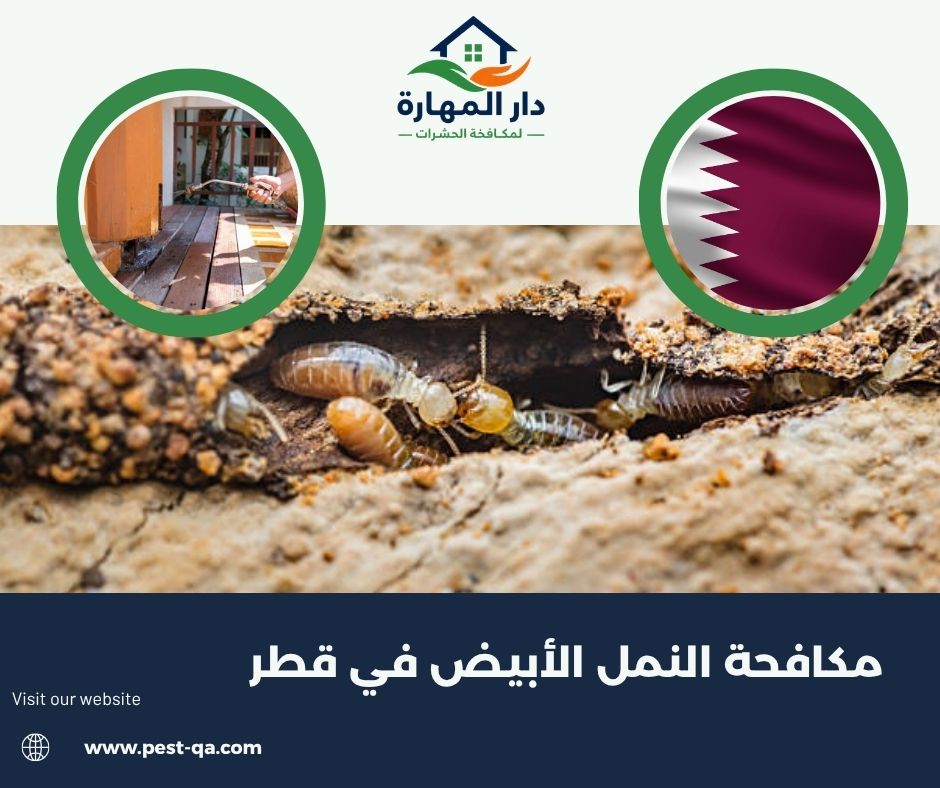 مكافحة النمل الأبيض في قطر مكافحة النمل الأبيض في قطر
