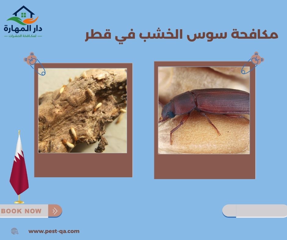 مكافحة سوس الخشب في قطر مكافحة سوس الخشب في قطر