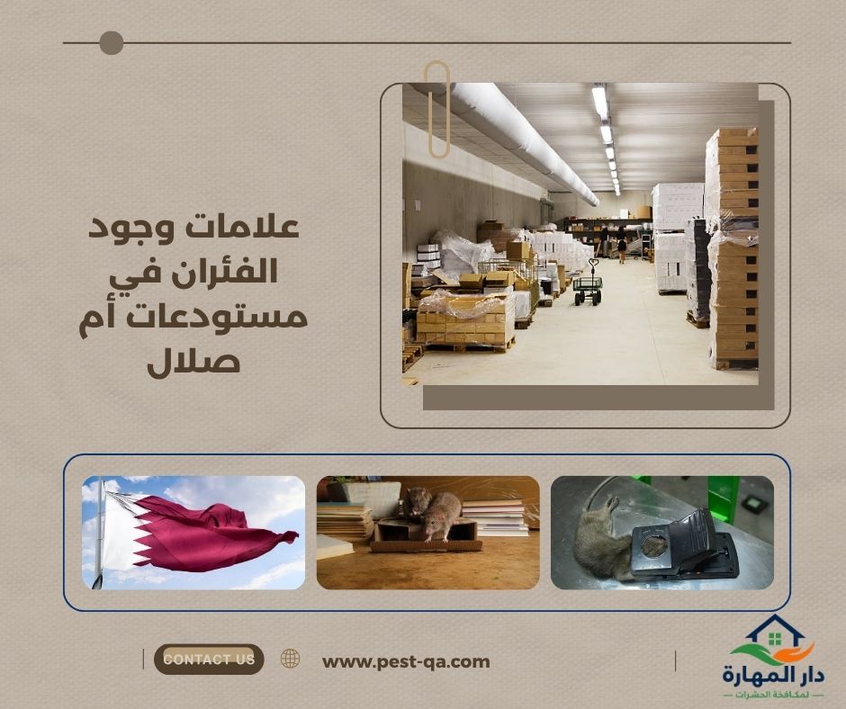 علامات وجود الفئران في مستودعات أم صلال علامات وجود الفئران في مستودعات أم صلال