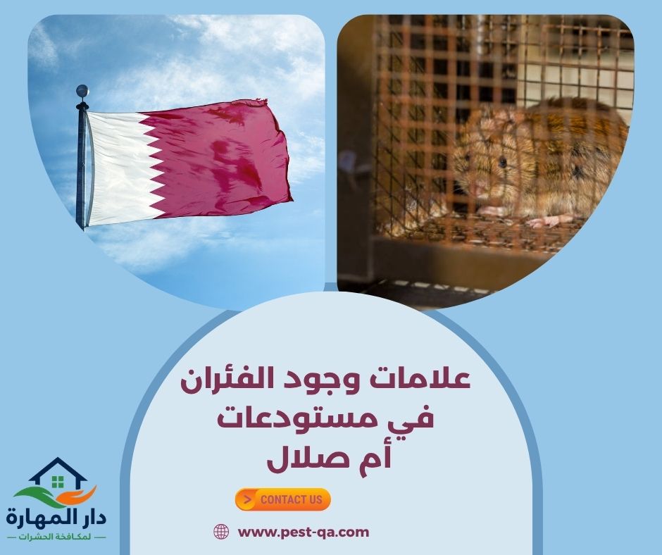 علامات وجود الفئران في مستودعات أم صلال علامات وجود الفئران في مستودعات أم صلال