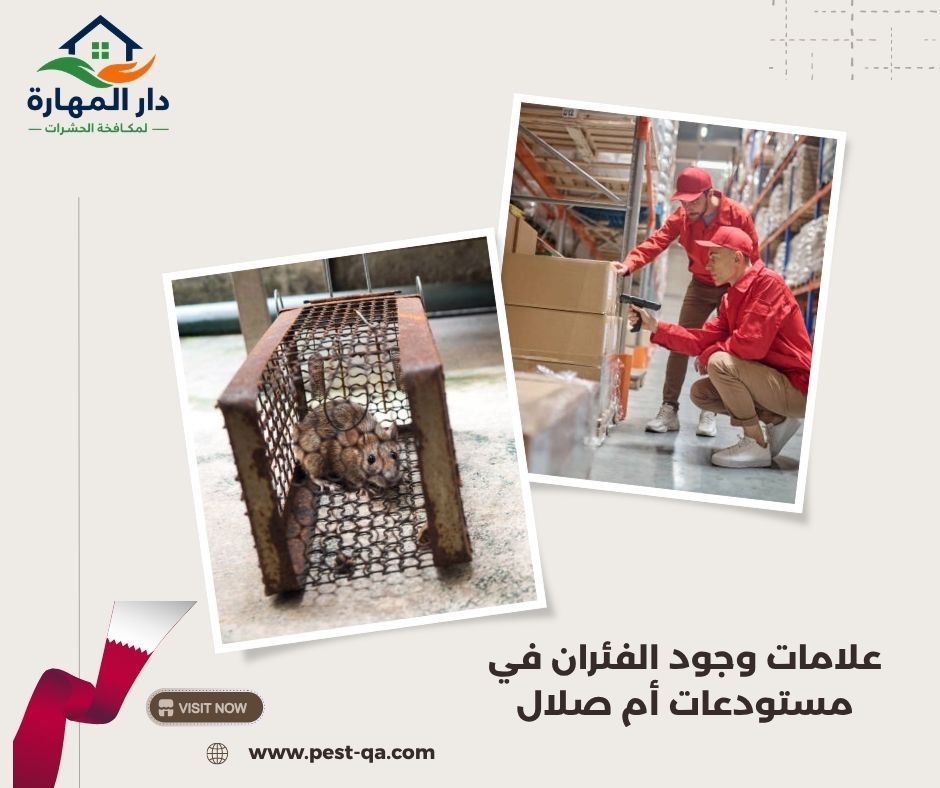 علامات وجود الفئران في مستودعات أم صلال علامات وجود الفئران في مستودعات أم صلال