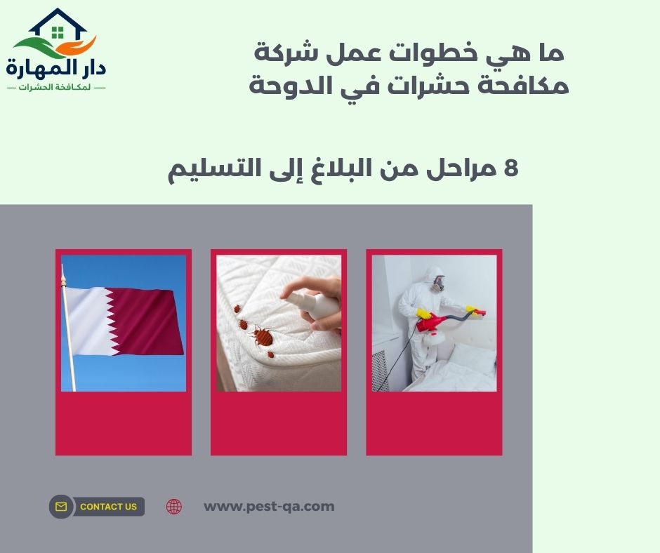 صورة مقال: ما هي خطوات عمل شركة مكافحة حشرات في
