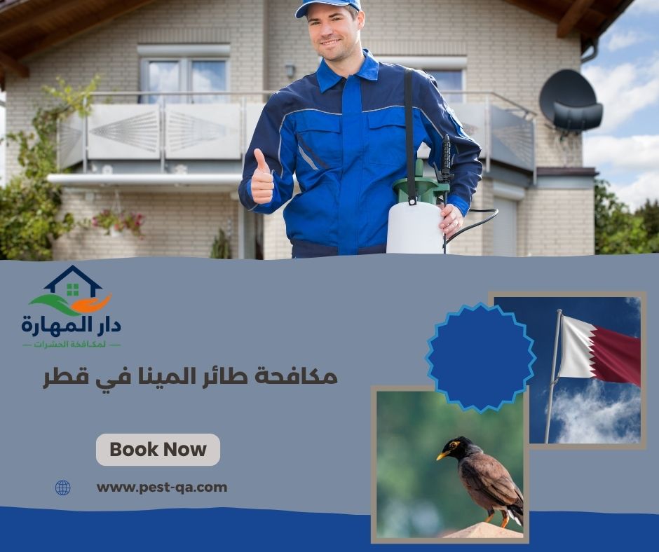 مكافحة طائر المينا في قطر مكافحة طائر المينا في قطر