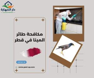 مكافحة طائر المينا في قطر