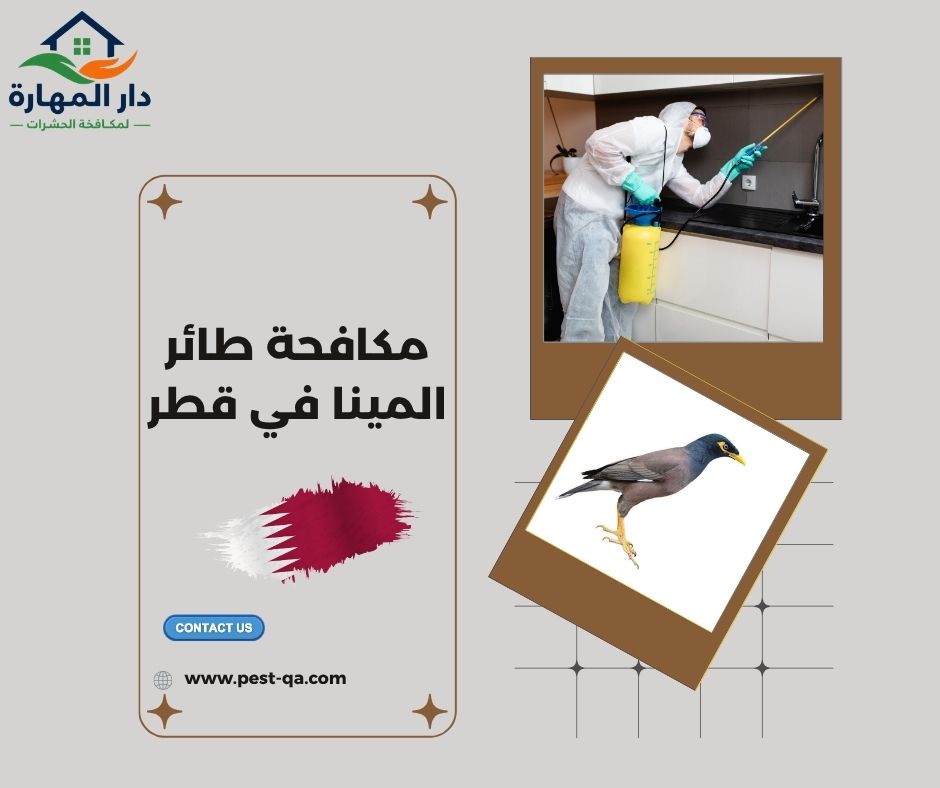 مكافحة طائر المينا في قطر مكافحة طائر المينا في قطر