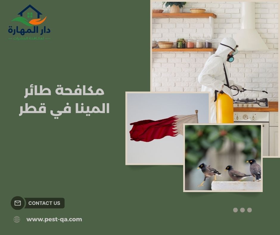 مكافحة طائر المينا في قطر مكافحة طائر المينا في قطر