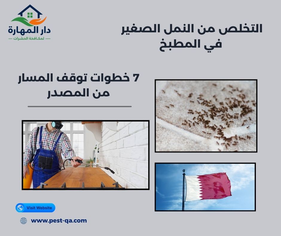 التخلص من النمل الصغير في المطبخ