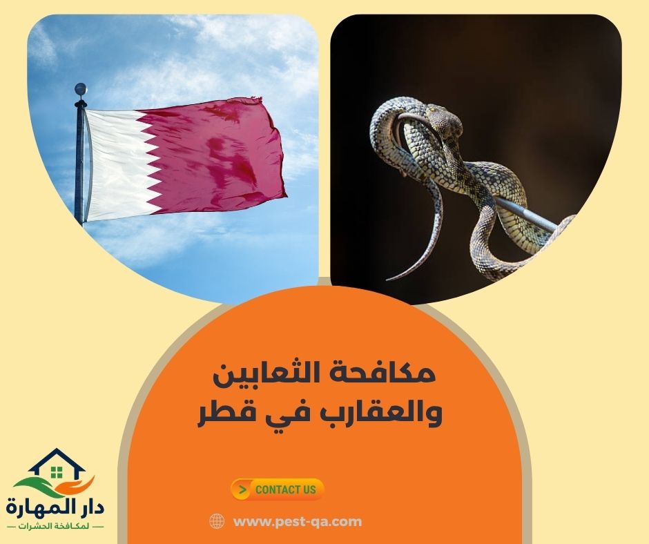 مكافحة الثعابين والعقارب في قطر مكافحة الثعابين والعقارب في قطر