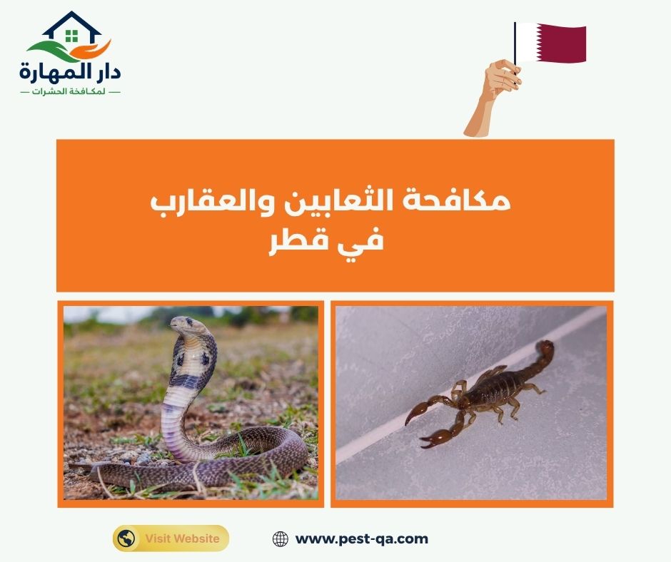 مكافحة الثعابين والعقارب في قطر مكافحة الثعابين والعقارب في قطر