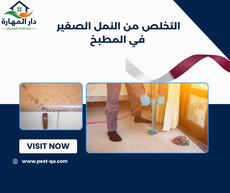 التخلص من النمل الصغير في المطبخ التخلص من النمل الصغير في المطبخ