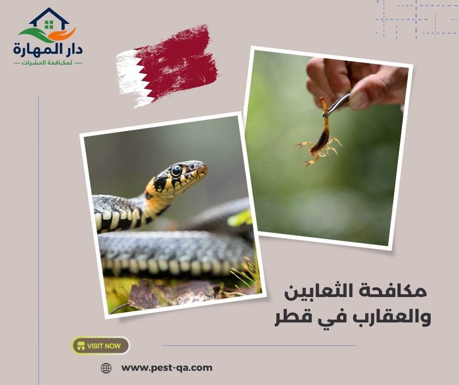 مكافحة الثعابين والعقارب في قطر مكافحة الثعابين والعقارب في قطر