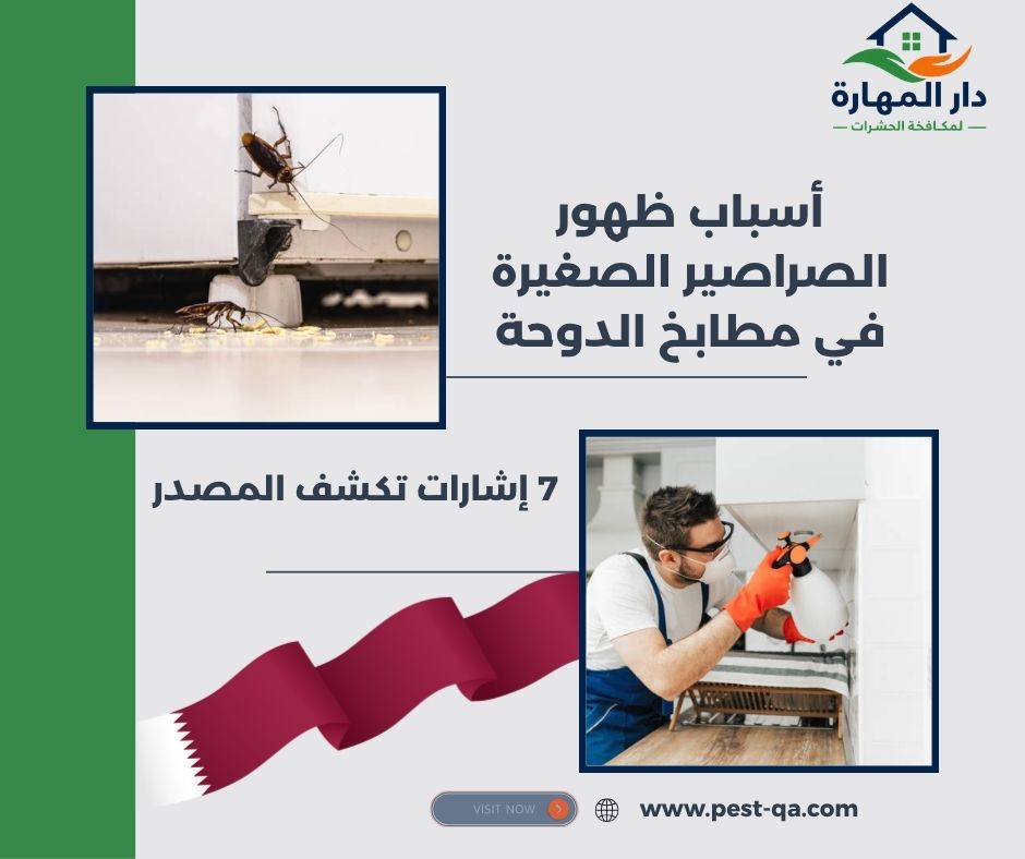 أسباب ظهور الصراصير الصغيرة في مطابخ الدوحة