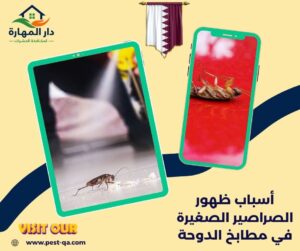أسباب ظهور الصراصير الصغيرة في مطابخ الدوحة