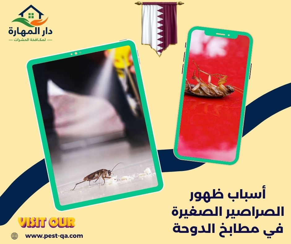 أسباب ظهور الصراصير الصغيرة في مطابخ الدوحة أسباب ظهور الصراصير الصغيرة في مطابخ الدوحة