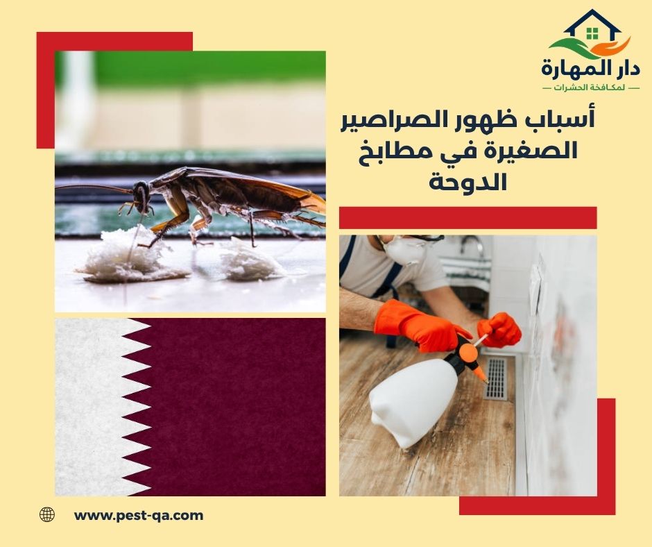 أسباب ظهور الصراصير الصغيرة في مطابخ الدوحة أسباب ظهور الصراصير الصغيرة في مطابخ الدوحة