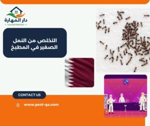 التخلص من النمل الصغير في المطبخ