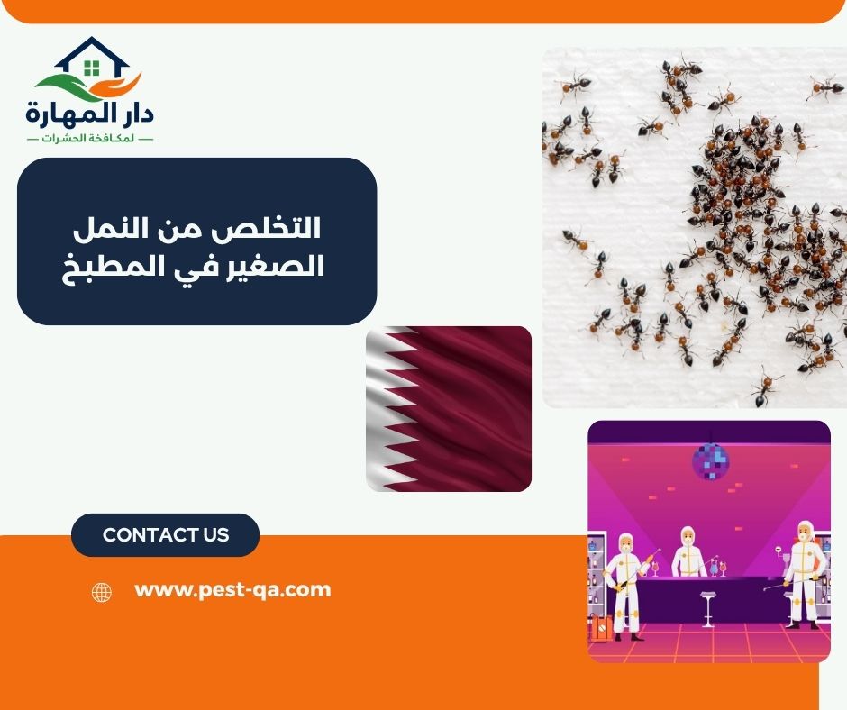 التخلص من النمل الصغير في المطبخ التخلص من النمل الصغير في المطبخ