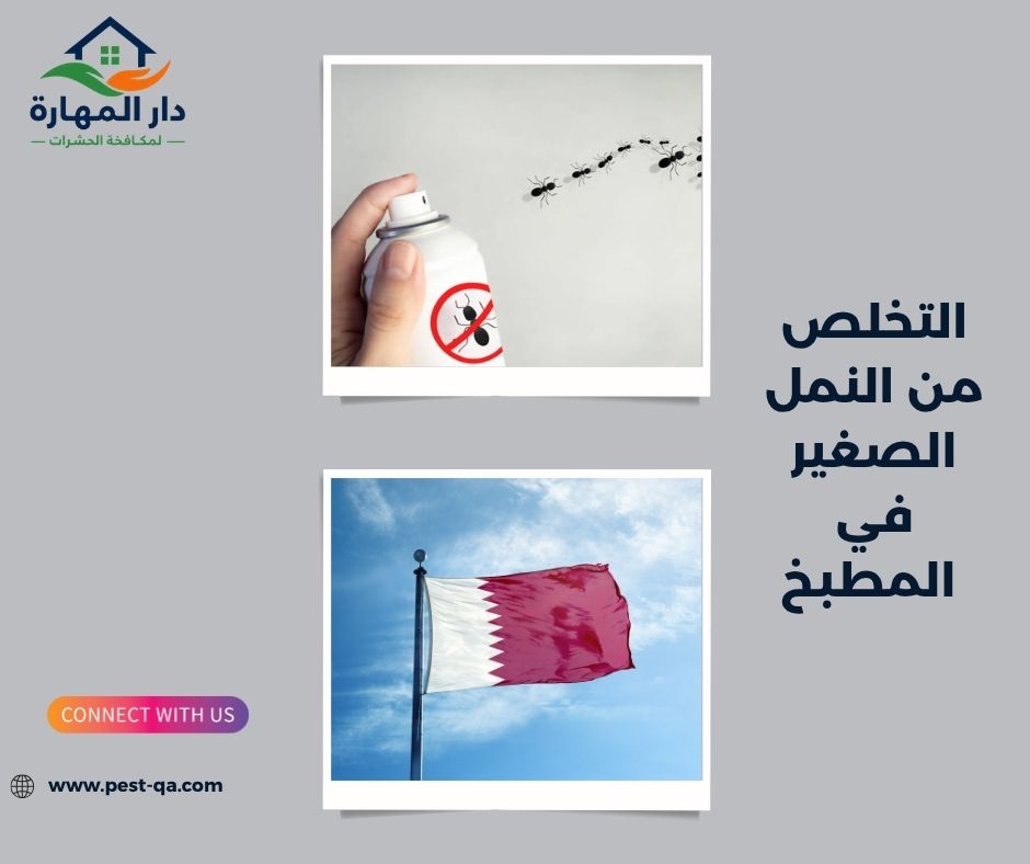 التخلص من النمل الصغير في المطبخ التخلص من النمل الصغير في المطبخ