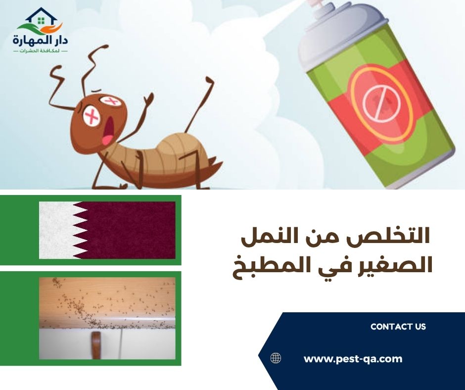 التخلص من النمل الصغير في المطبخ التخلص من النمل الصغير في المطبخ